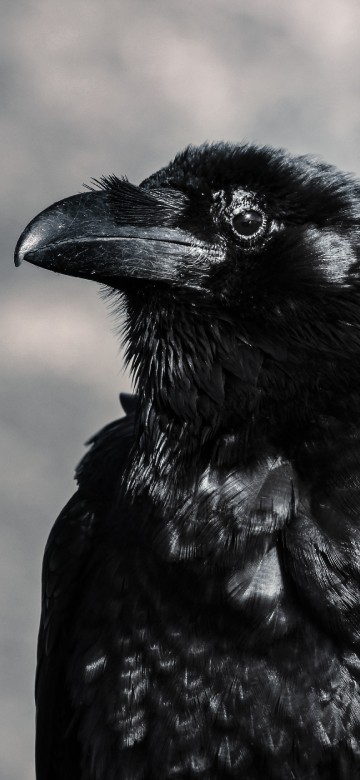 Image black crow in tilt shift lens