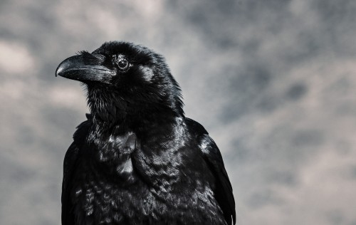 Image black crow in tilt shift lens