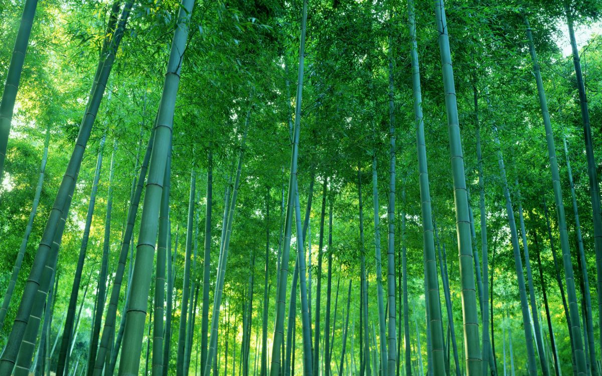 green and brown trees during daytime