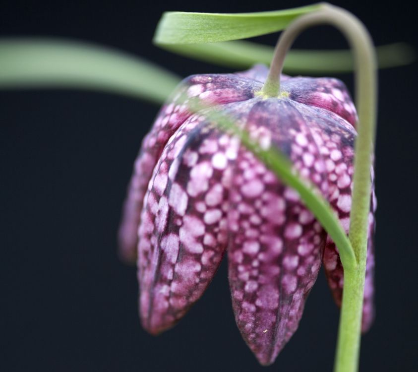 诺基亚8, 诺基亚6, 诺基亚8 1, Nokia, 诺基亚8 3 5g 壁纸 2160x1920 允许