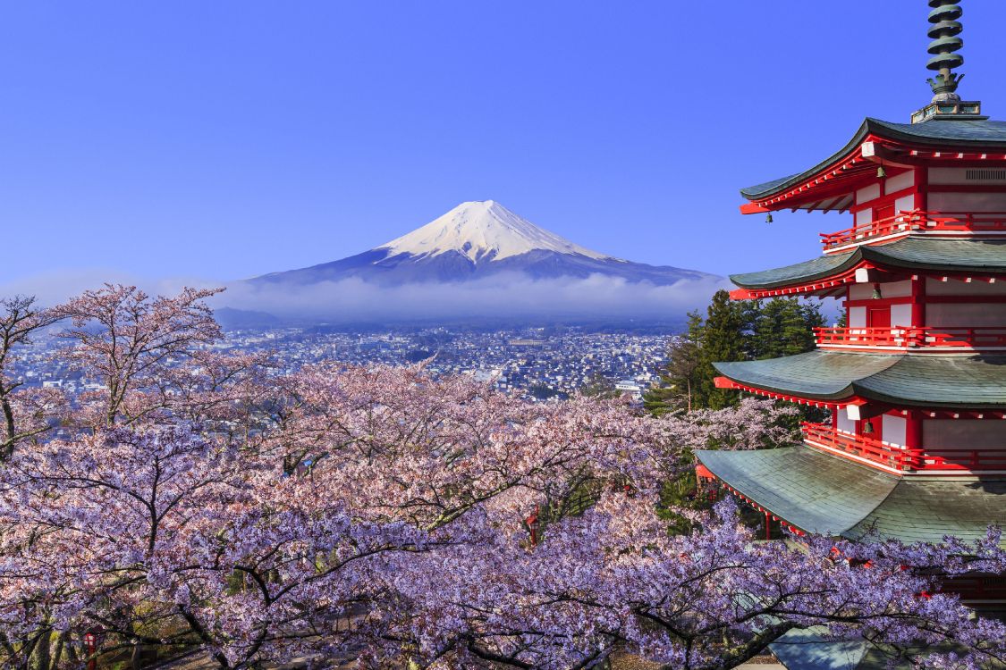 富士山, 樱花, 国家樱花节, 赏花, 开花 壁纸 3865x2576 允许