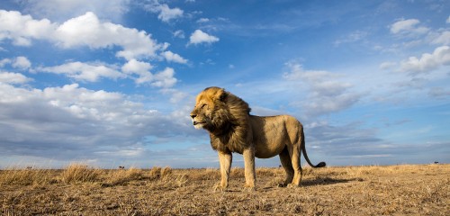 Image lion on brown field under blue and white cloudy sky during daytime