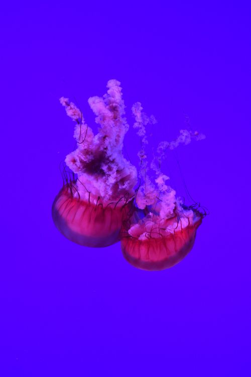 水母, 紫色的, 紫罗兰色, 刺胞动物门, 海洋无脊椎动物 壁纸 4000x6000 允许