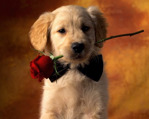 Image white short coated dog with red rose on head