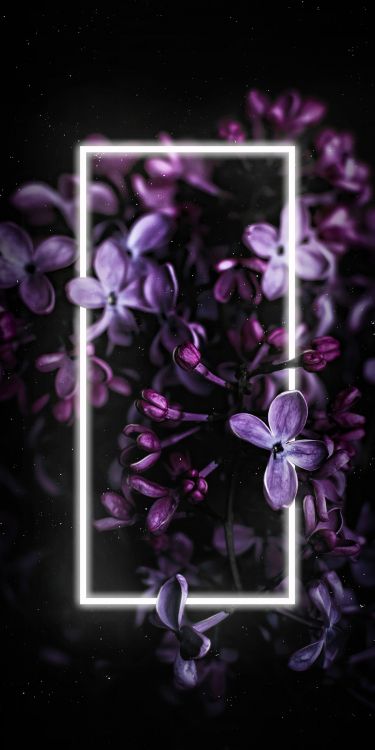 lilac, smartphone, flower, purple, petal