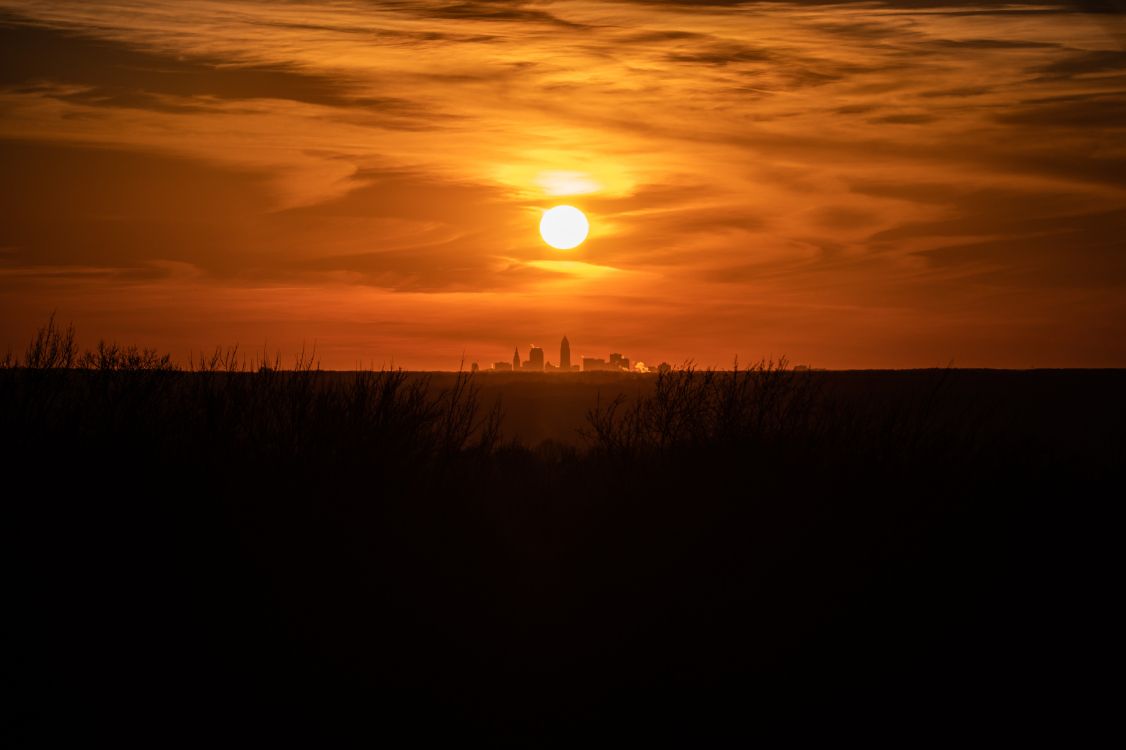 silhouette of grass during sunset