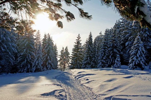 Image snow covered field and trees during daytime