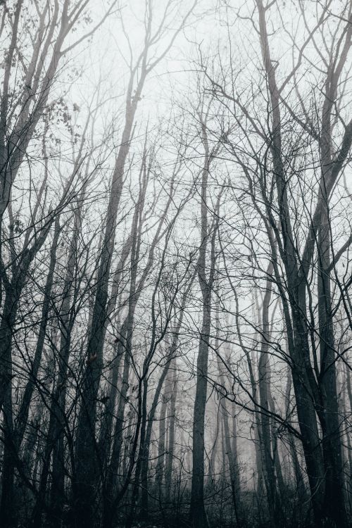 Wald, Baum, Natur, Naturlandschaft, Natürlichen Umgebung. Wallpaper in 4000x6000 Resolution