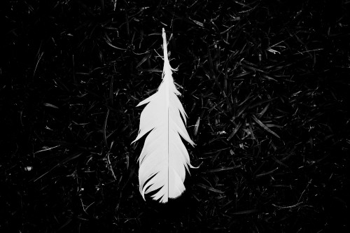 Image white feather on green grass