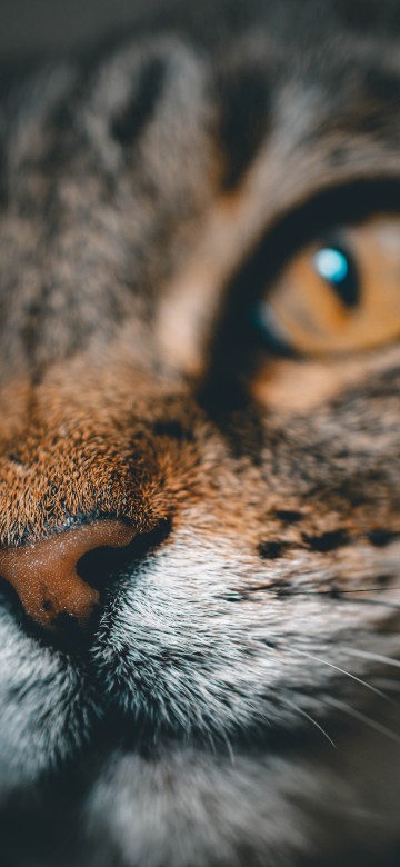 Image brown tabby cat in close up photography