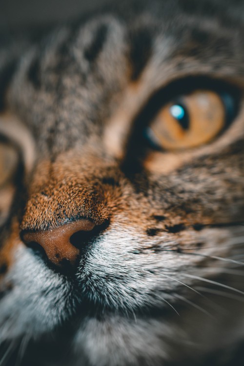 Image brown tabby cat in close up photography