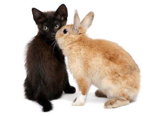 Image two brown and black kittens