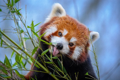 Image red panda on green plant during daytime