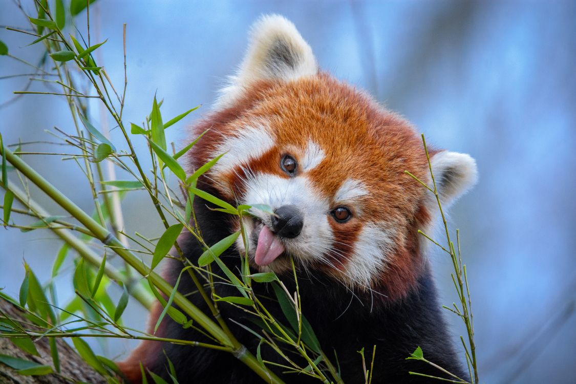 red panda on green plant during daytime