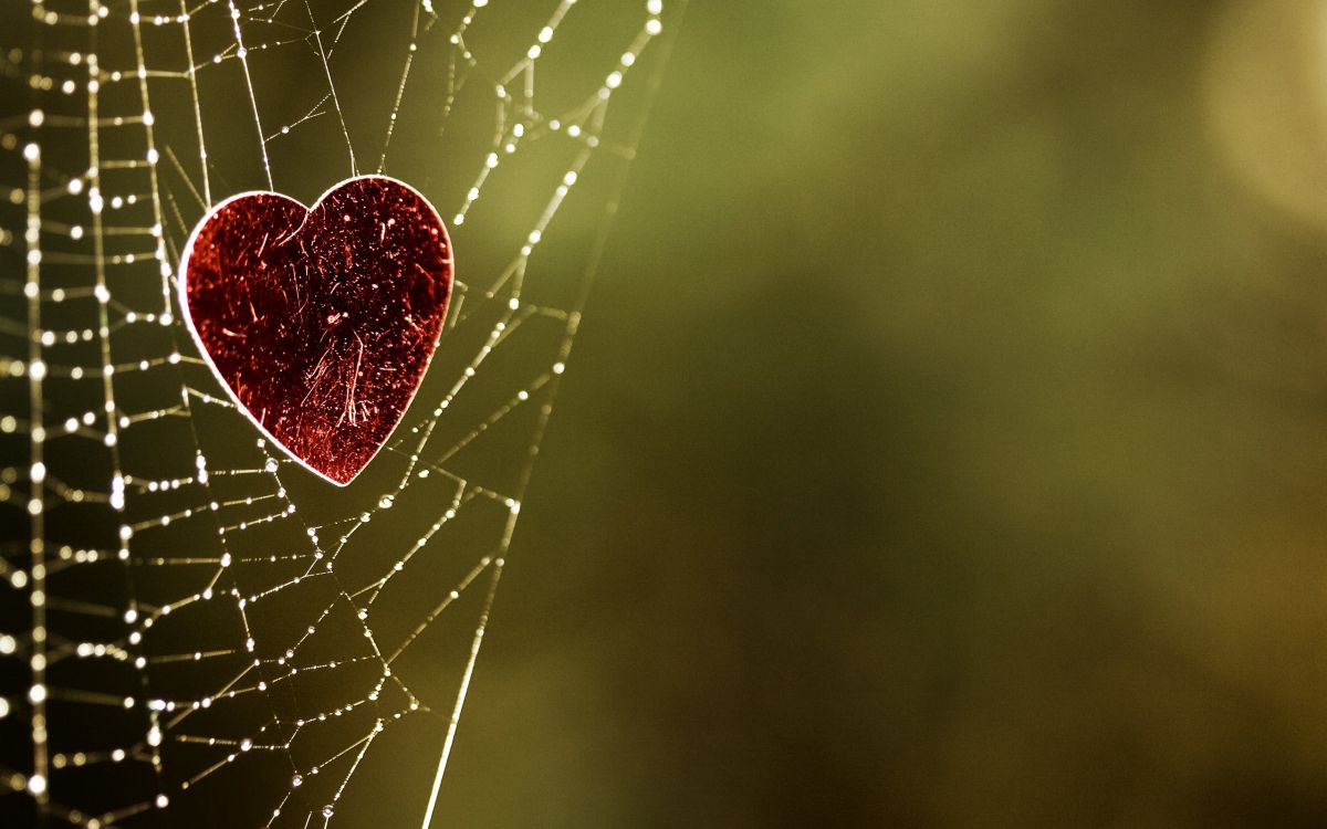 heart, water, spider web, love, moisture