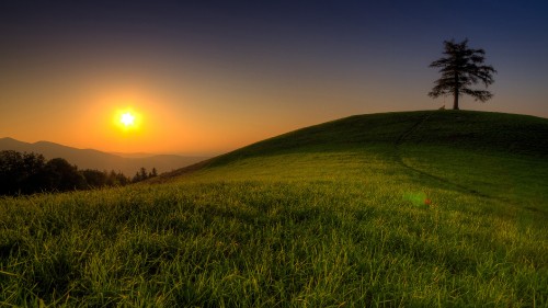 Image green grass field during sunset