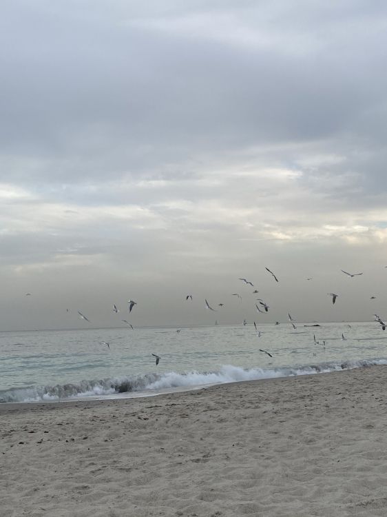 Meer, Gewässer, Flüssigkeit, Natürlichen Umgebung, Vogel. Wallpaper in 1536x2048 Resolution