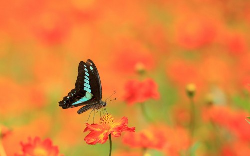 Image black and white butterfly on red flower