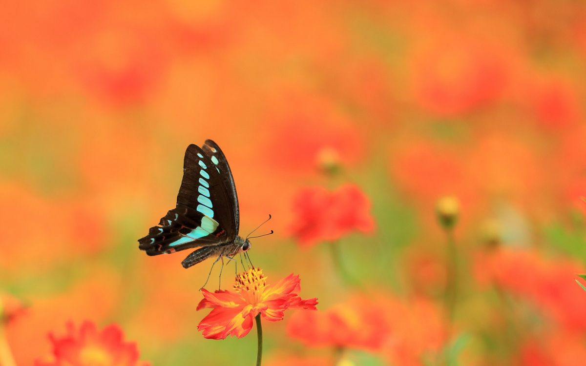 black and white butterfly on red flower