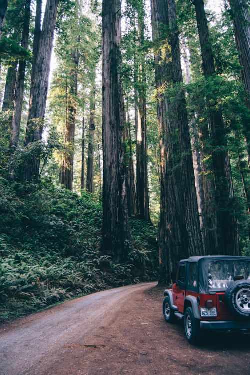 black suv on road in between trees during daytime