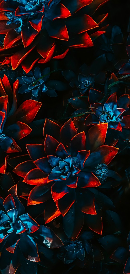 Image color scheme, flower, plant, petal, art