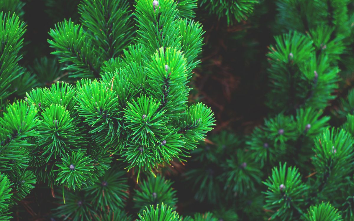 green pine tree with water droplets