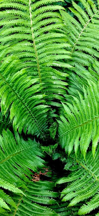 Végétation, Fougère, Feuille, Arbuste, Tige de la Plante. Wallpaper in 1080x2340 Resolution