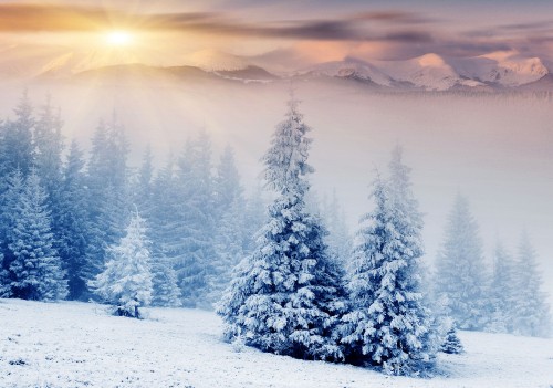 Image snow covered pine trees during daytime