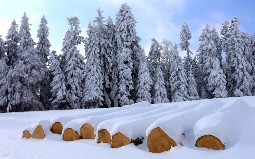 Image snow covered trees and mountains during daytime