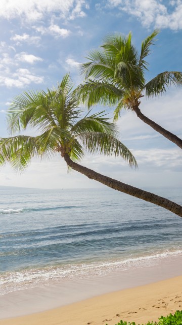 Image palm tree on beach shore during daytime