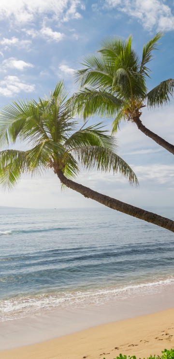Image palm tree on beach shore during daytime