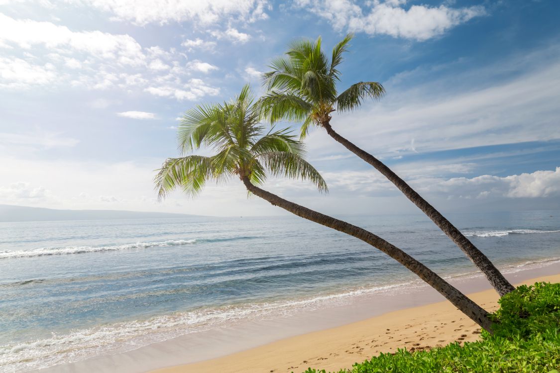 Palm Tree on Beach Shore During Daytime. Wallpaper in 5760x3840 Resolution