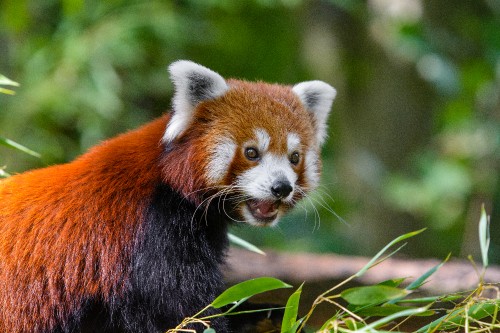 Image red panda on tree branch during daytime