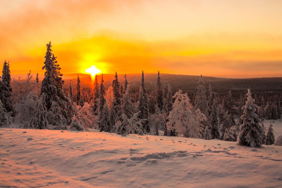 Schneebedeckte Bäume Bei Sonnenuntergang. Wallpaper in 4272x2848 Resolution