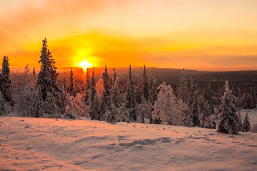 Image snow covered trees during sunset