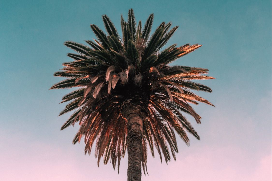 green palm tree under blue sky during daytime