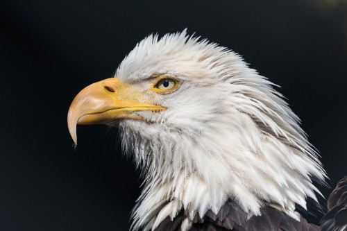 Image white and brown eagle head