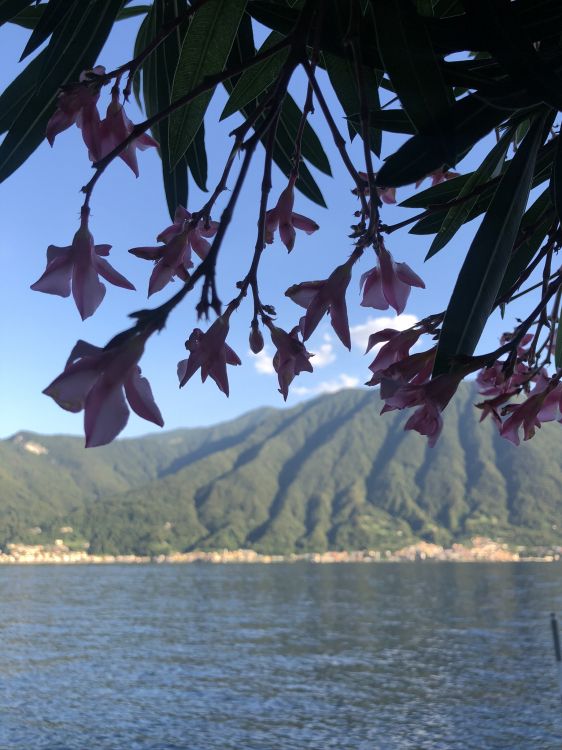 Agua, Biología, Planta, Ciencia, Cuerpo de Agua. Wallpaper in 1536x2048 Resolution