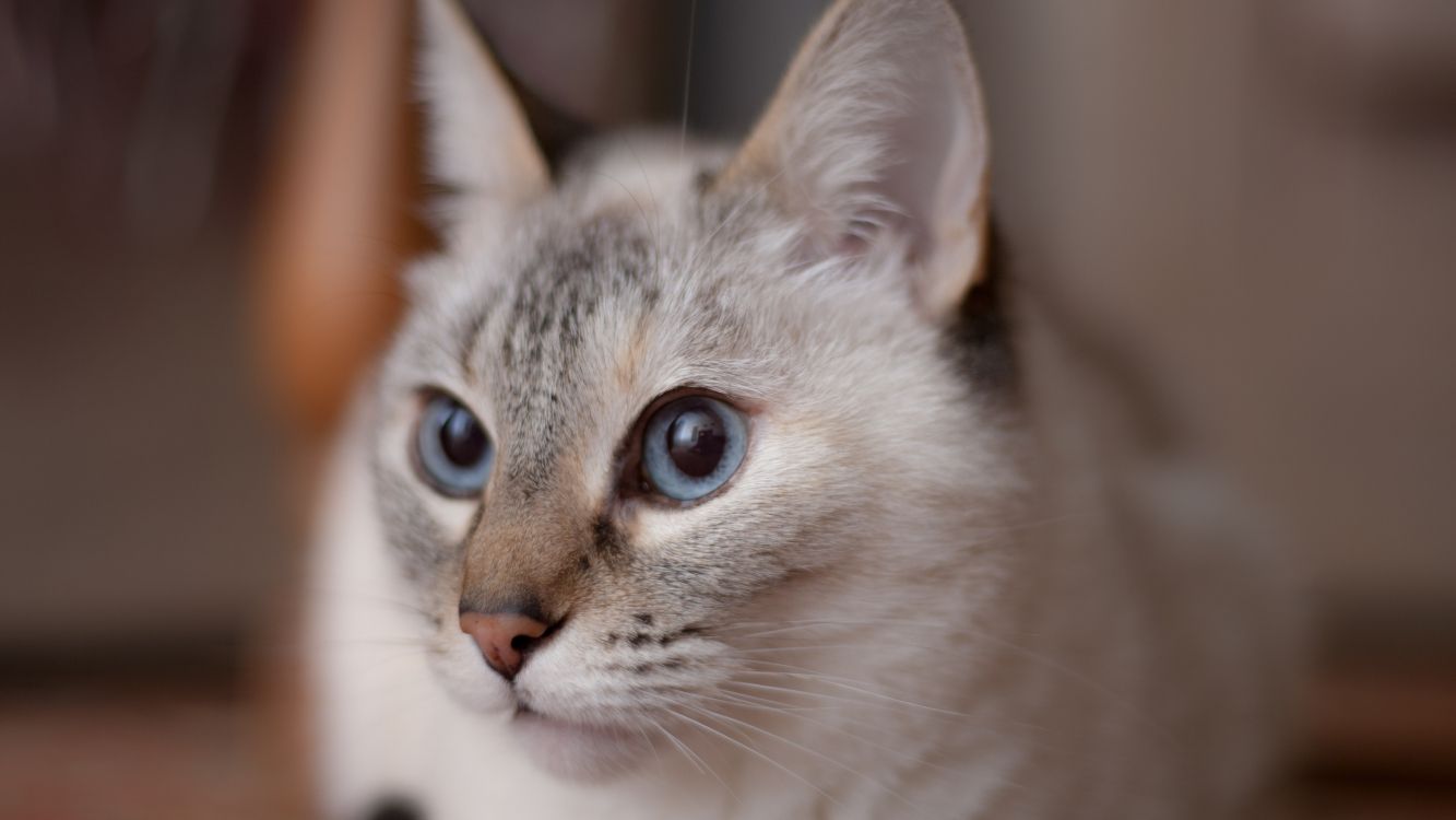 Gato Atigrado Gris y Blanco. Wallpaper in 3840x2160 Resolution