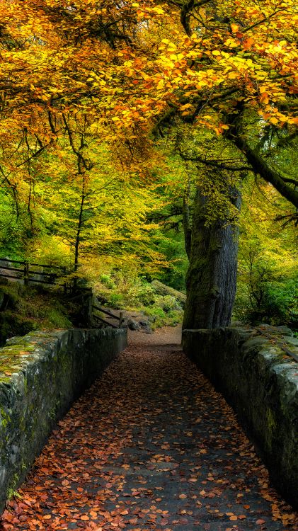 Nature, Paysage Naturel, Feuille, Environnement Naturel, Les Gens Dans la Nature. Wallpaper in 1080x1920 Resolution