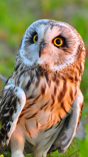 Image brown and white owl on green grass during daytime
