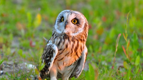 Image brown and white owl on green grass during daytime