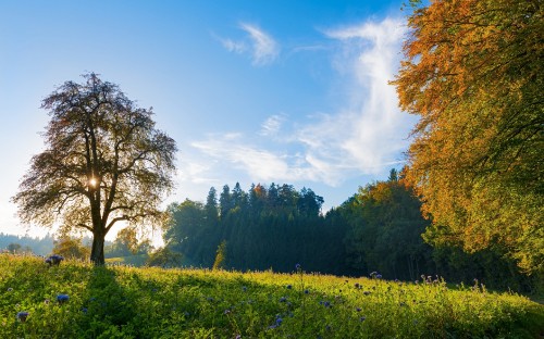 Image green trees and yellow flower field under blue sky and white clouds during daytime