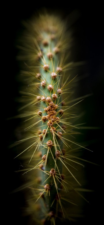 Image vegetation, cactus, succulent plant, nature, terrestrial plant