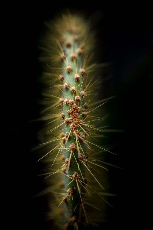 vegetation, cactus, succulent plant, nature, terrestrial plant