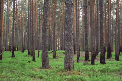 Image brown trees on green grass field during daytime