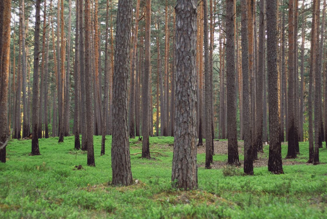 brown trees on green grass field during daytime