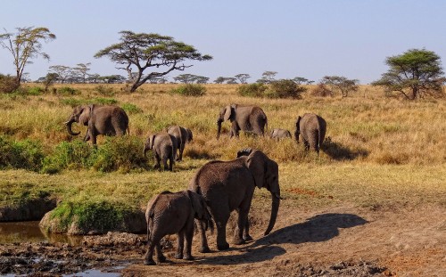 Image group of elephant walking on brown field during daytime