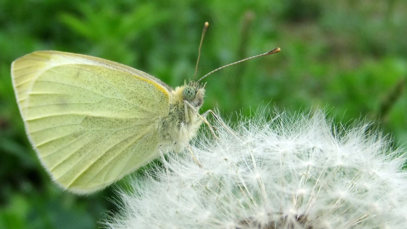 white and green butterfly on white dandelion