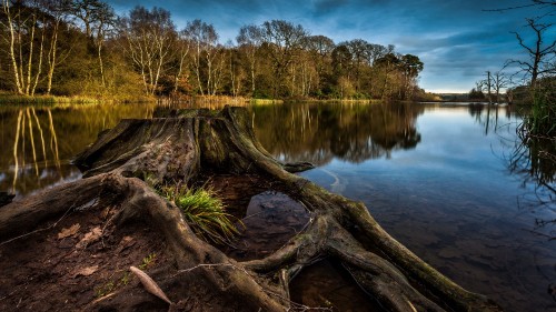 Image brown tree log on lake